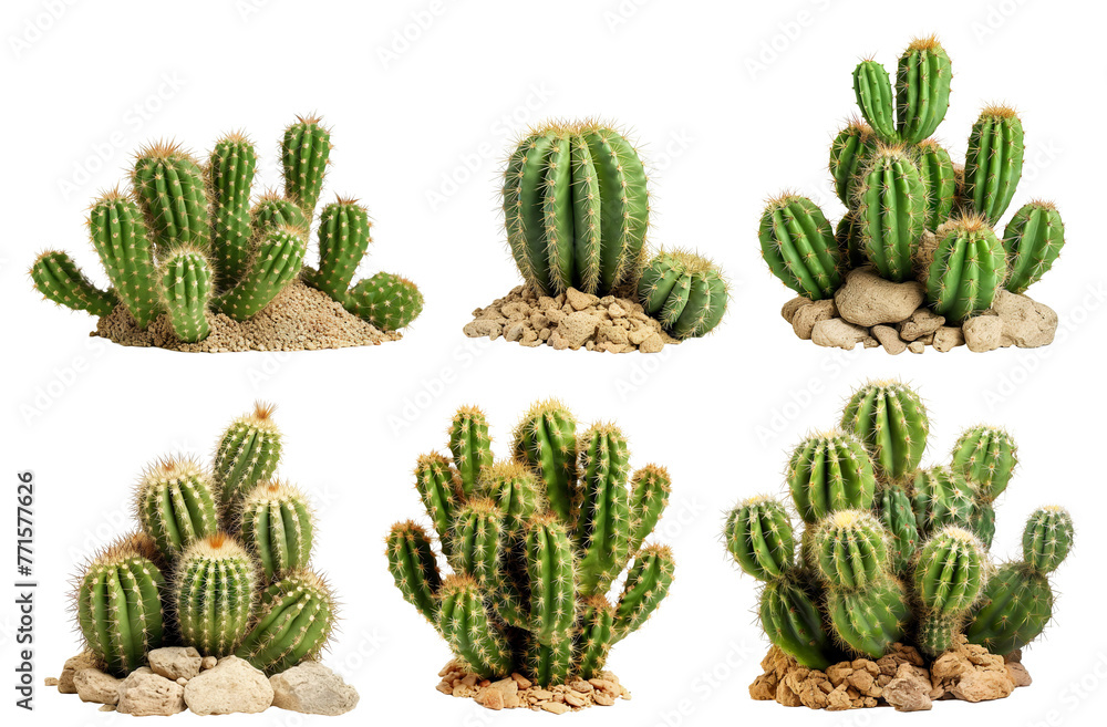 Set of cacti cut out Set of cacti cut out