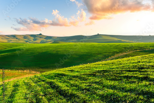 green field in countryside farm at sunset in evening light. beautiful spring landscape in hills. grassy field and hill. rural scenery © Yaroslav