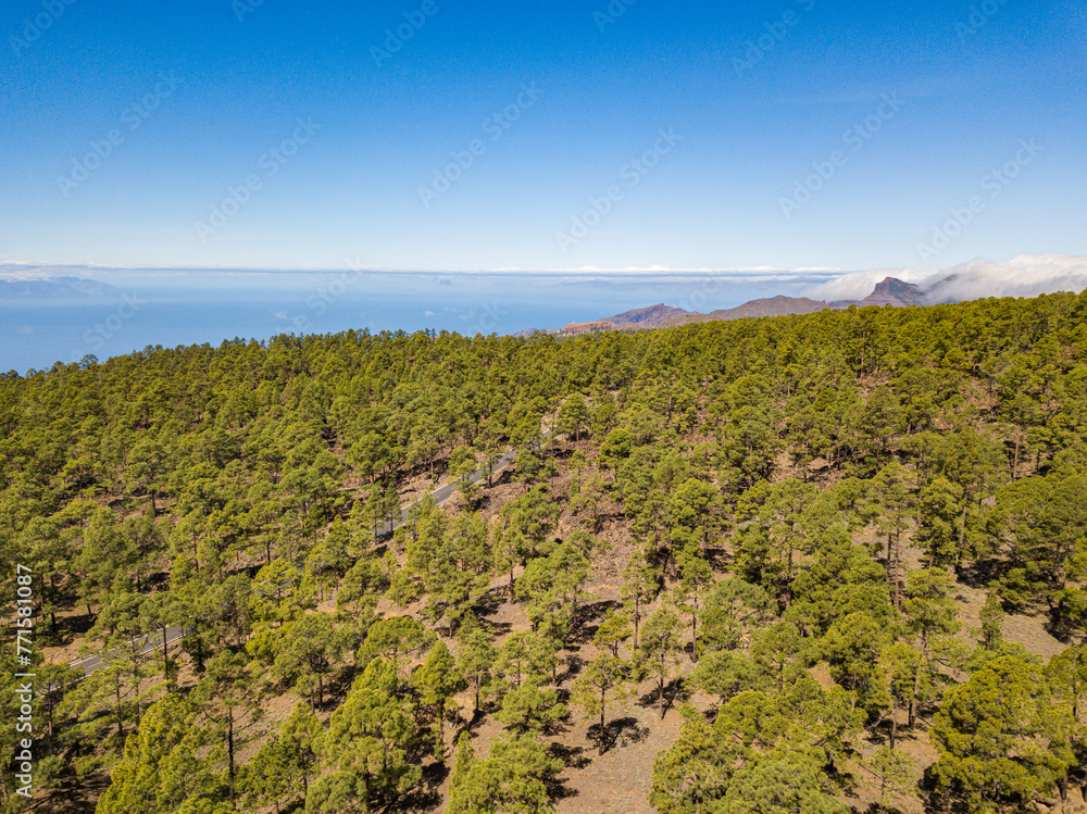 View from drone of empty asphalt road in middle of a pine forest in Tenerife, canary islands, beautiful horizon over sea, green trees and blue sky.