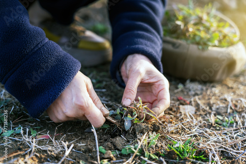 Nurturing Growth: Hands Planting a Young Seedling
