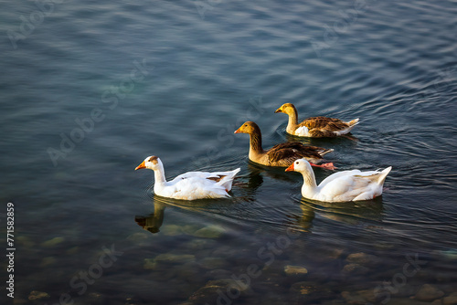 Group of beautiful ducks at Dammam Modon Lake. photo