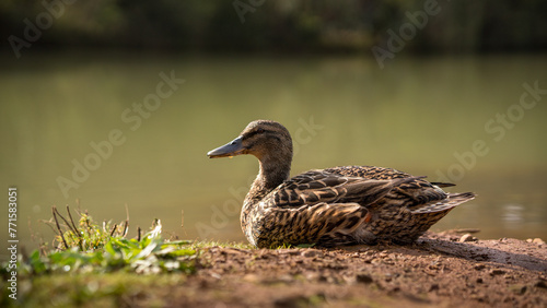 duck in the water