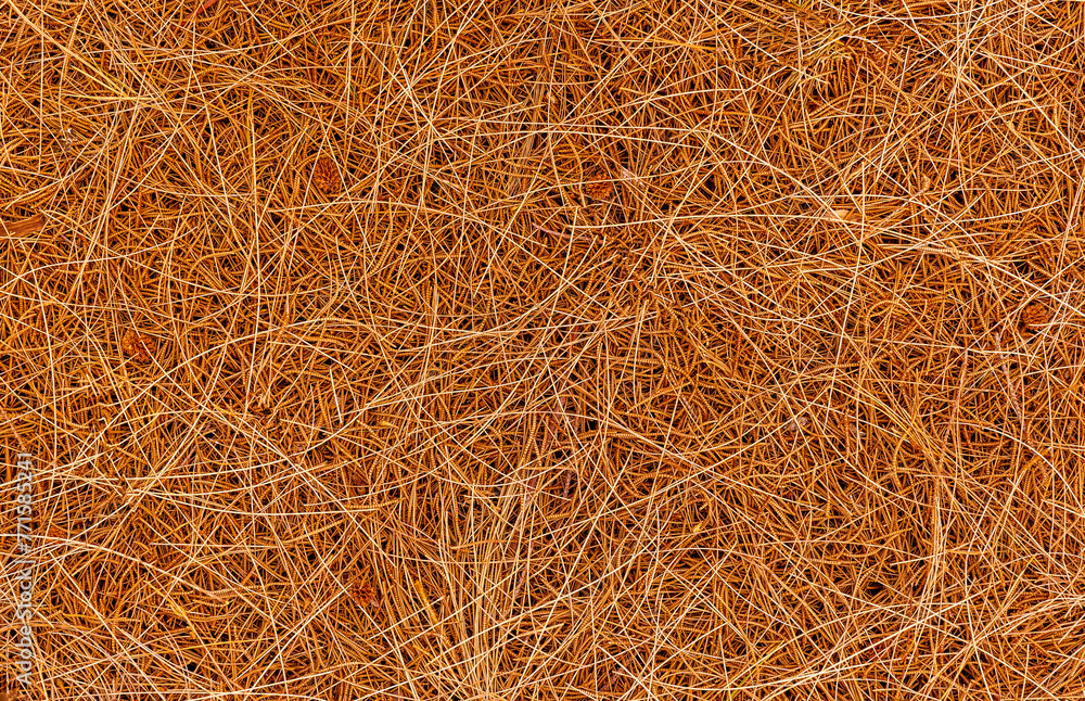 brown nature background of autumn fallen pine needles and leaves in a fall season forest. natural backdrop for concept and design brown nature background of autumn fallen pine needles and leaves in a fall season forest. natural backdrop for concept and design