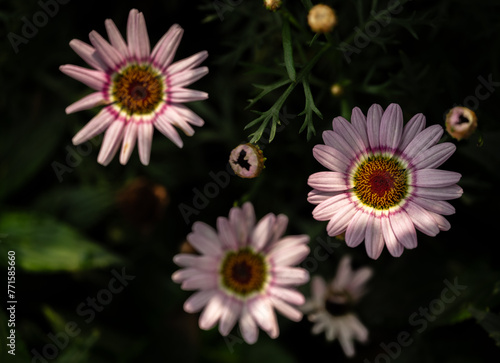 sunlight on pink daisy flowers