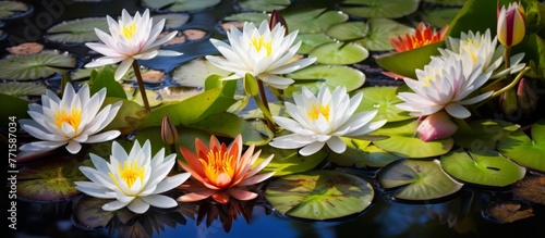 Cluster of water lilies  aquatic plants with vibrant flowers and round leaves  peacefully drifting on the surface of a pond