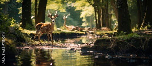 A group of deer grazing by a flowing river in the midst of a lush forest. Surrounded by tall trees, green plants, and a serene natural landscape