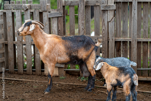 Tablou pe pânză newborn goats in a stable suckle from their mother,s udder