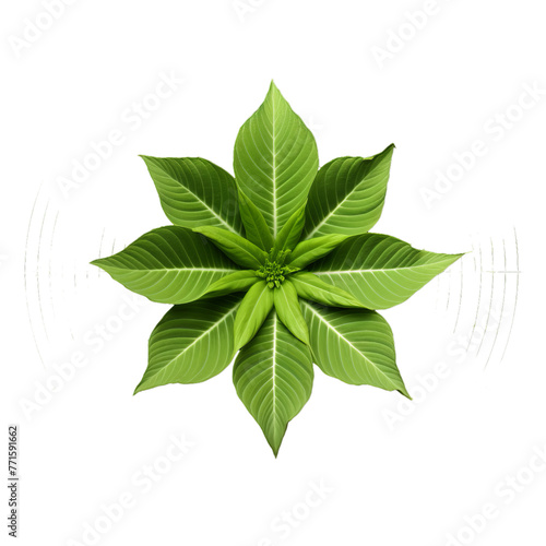 a Image of plant flowering leaves showing  Isolated on transparent PNG background  Generative ai