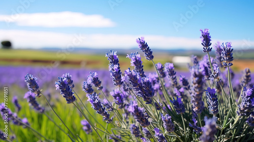 lavender field in region.