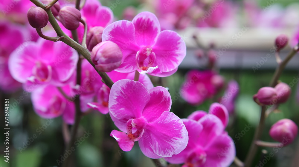 Close-up photo of Beautiful Phalaenopsis Orchid Flowers of Different colors Close-up photo of Beautiful Phalaenopsis Orchid Flowers of Different colors