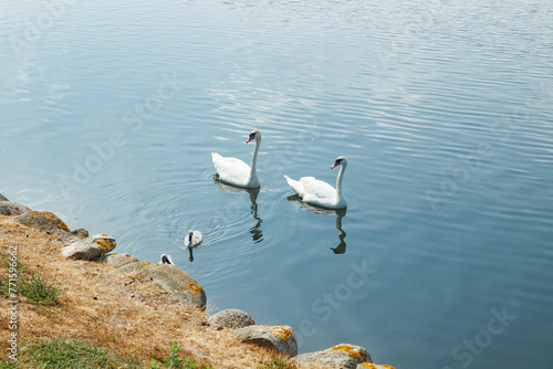 White swans on lake near of Frederiksborg castle in Hillerod, Denmark photo