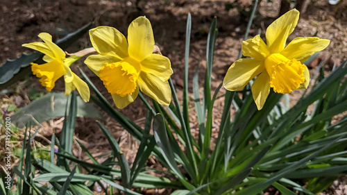 Yellow daffodils in spring. (ID: 771599020)