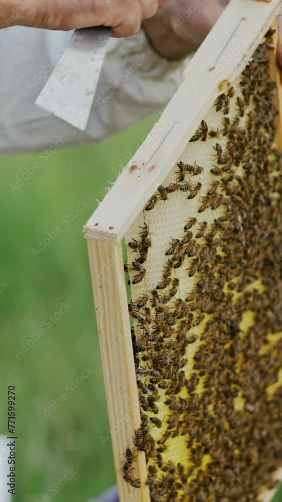 Beekeeper taking a honeycomb with bees off the beehive over the natural summer background. Apiarist inspecting honeycomb frame at apiary. Beekeeping concept. Vertical video Beekeeper taking a honeycomb with bees off the beehive over the natural summer background. Apiarist inspecting honeycomb frame at apiary. Beekeeping concept. Vertical video