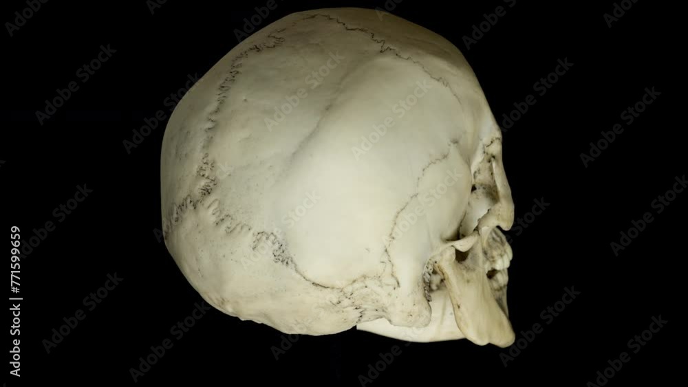 Human skull turn. Seamless loop. Human skull turn. Seamless loop.
