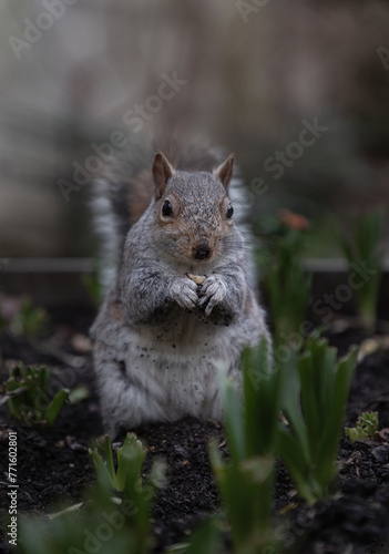 A cute Eastern Gray Squirrel (Sciurus carolinensis) is standing on its hind legs in the park. Copy space, Selective focus.