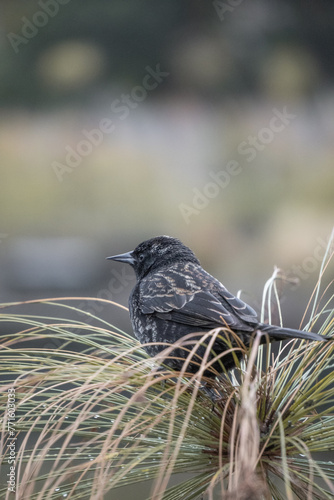 Bird with white spots perched on a branch