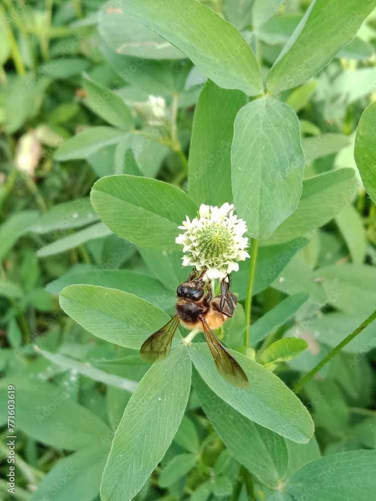 Honey Bee collect nectar or pollens from the trifolium alexandrinum flower Egyptian clover, berseem clover