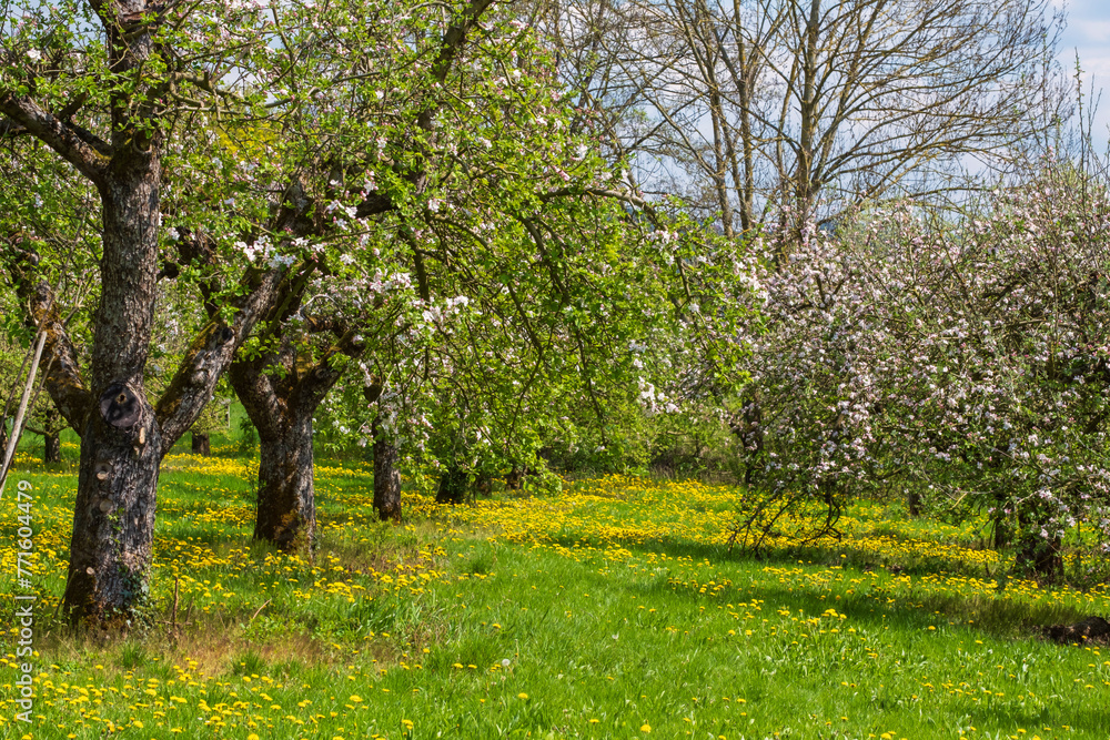 Blooming cherry trees under a white and blue sky in Pretzfeld - Germany in the Franconian Switzerland Blooming cherry trees under a white and blue sky in Pretzfeld - Germany in the Franconian Switzerland