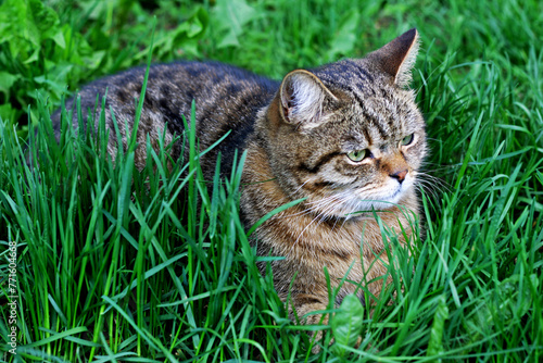 The kitten is lying among the thick green grass. © NataliaL