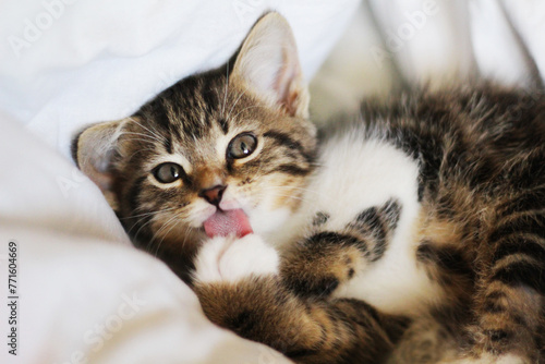 The kitten looks forward and licks its paw. © NataliaL