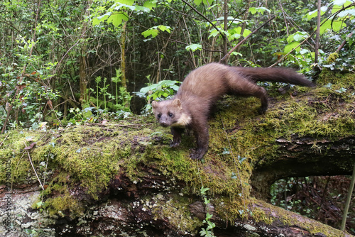 A Pine marten searches for food on a mossy and rotting log