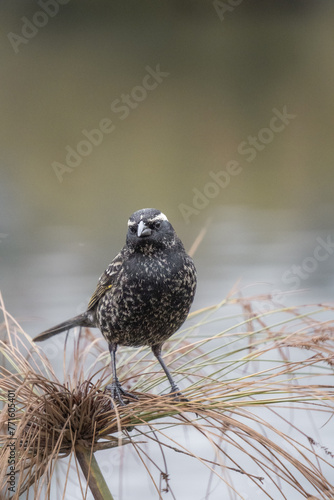Bird with white spots perched on a branch