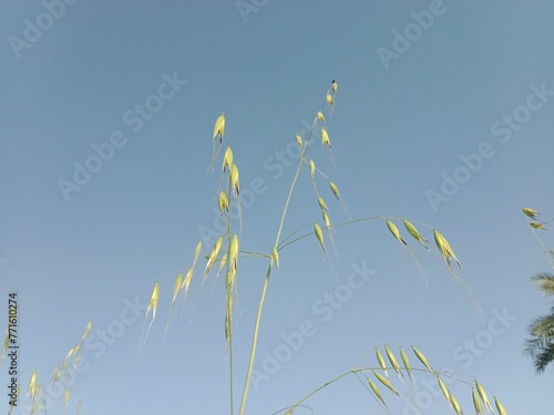 avena fatua plant or wild oat, wild oats, common wild oat, spring wild oat, folle avoine, oatgrass, poor oats, and wheatgrass photo