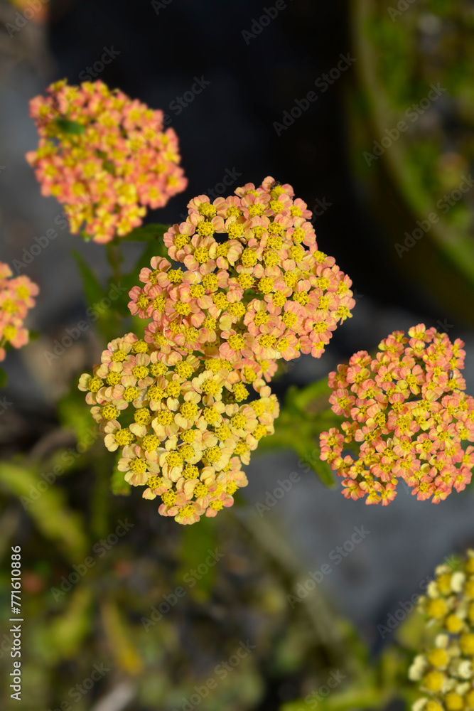 Milly Rock Yellow Terracotta Yarrow flowers Milly Rock Yellow Terracotta Yarrow flowers