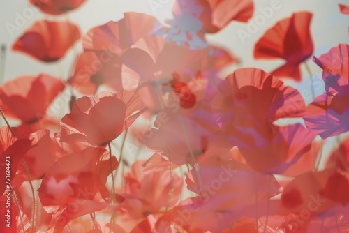 Sunlit red poppies with a soft focus, perfect for springtime home decor, Memorial day, Veteran's day, Independence Day card