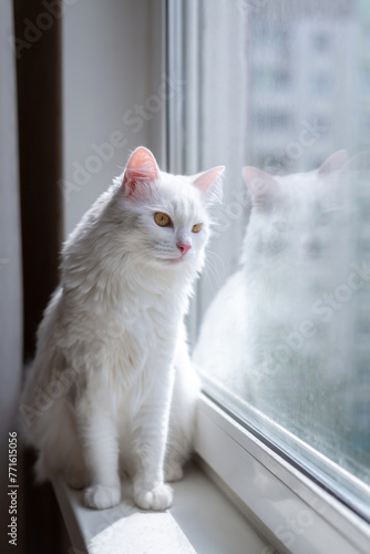 Cute white cat siting on window sill and waiting for something. Fluffy pet looks in window.