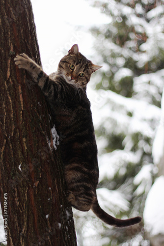 he cat goes climbing a tree . © NataliaL