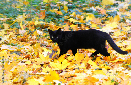 The cat is on the fallen yellow autumn leaves. © NataliaL