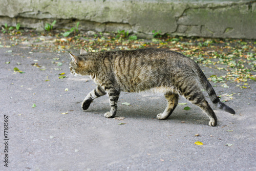 The cat is walking on the asphalt among the fallen leaves.
