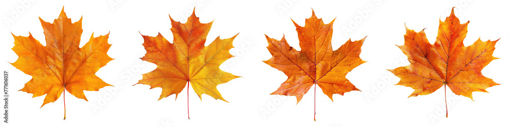 Collection of maple leaf in autumn fall colour top view transparent background Collection of maple leaf in autumn fall colour top view transparent background