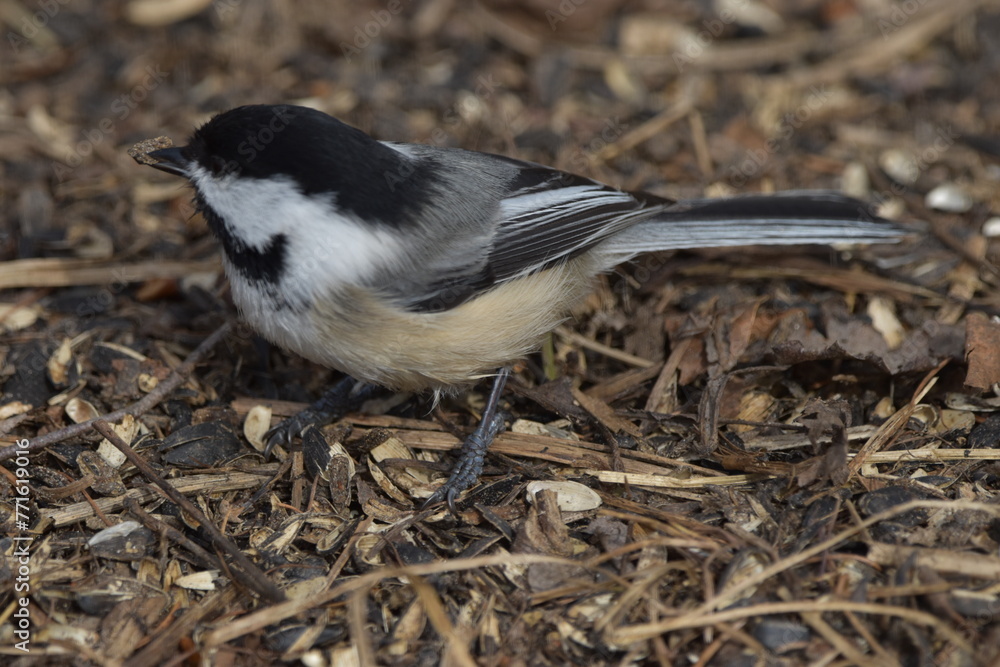 Obraz premium La Plaine 29 Mars 2024