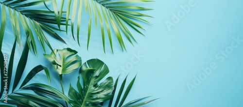 Several vibrant green leaves are clustered together in various shapes and sizes on a solid blue background