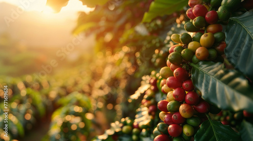 Lush coffee beans on a blurred plantation vista, photo