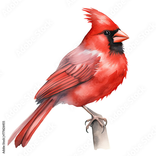 AI-generated watercolor Red Cardinal sitting on a branch clip art illustration. Isolated elements on a white background. © beyouenked