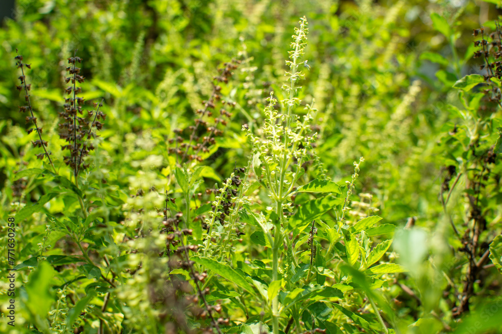 Basil leaves on the tree.