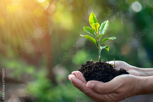 Hand holding small growing tree with soil and green leaves on blurred background, environment protection and ecology with copy space for text. 