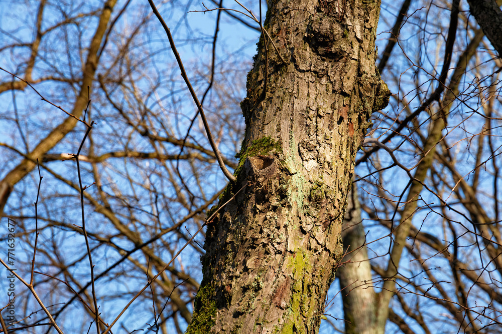Hollow in the trunk of one of the deciduous trees in early spring. Hollow in the trunk of one of the deciduous trees in early spring.