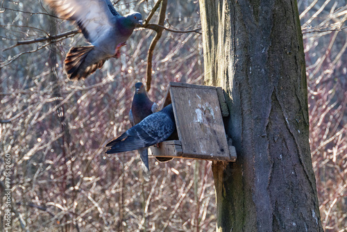 A rock pigeons sits on a bird feeder in the forest park on a sunny day in early spring.