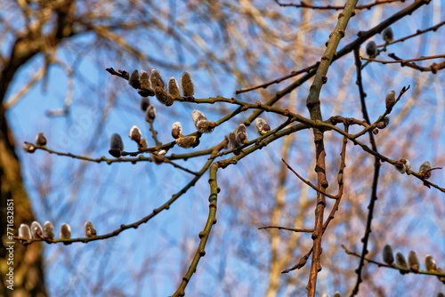 Willow buds on the branches of a tree in early spring.