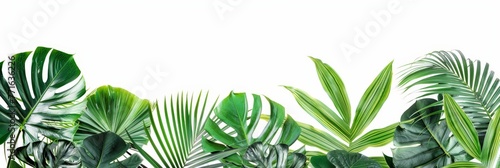 Cluster of green leaves arranged neatly against a plain white background