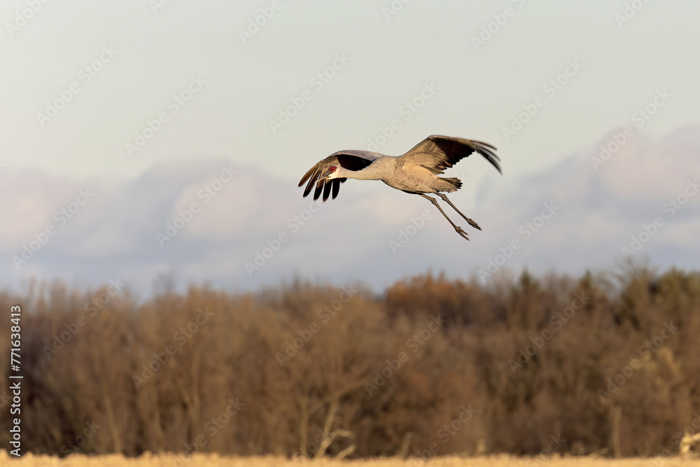 Fototapeta premium Sandhill crane (Antigone canadensis) in flight