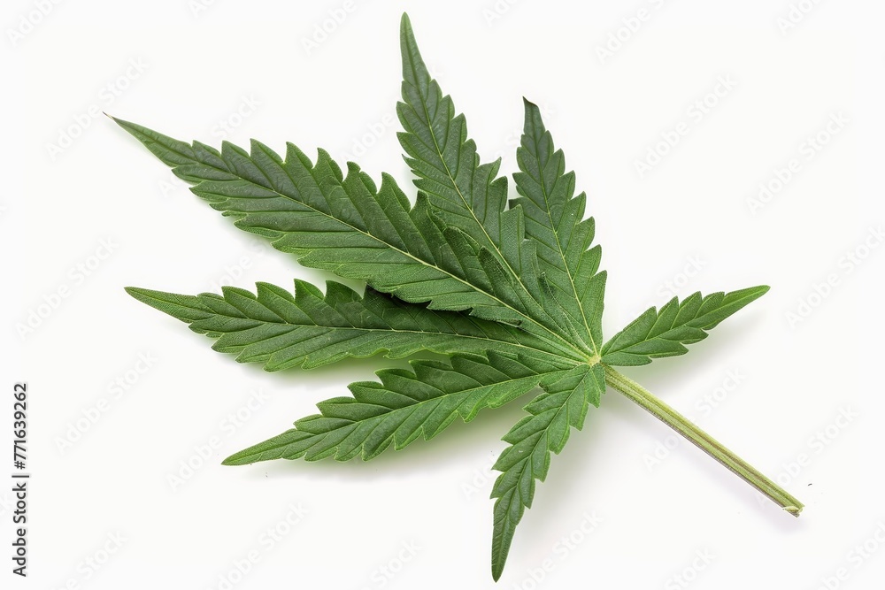 A cannabis leaf on a white background. A cannabis leaf on a white background.