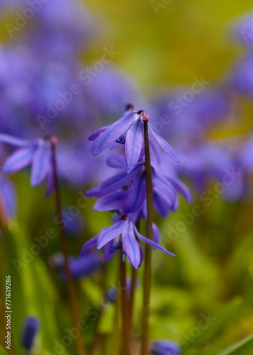Fioletowe kwiatki © Gustaw