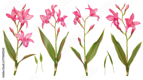 Epidendrum orchid 3D digital art illustration, vibrant and exotic botanical bloom isolated on transparent background, perfect decorative design element for spring and summer visuals. photo