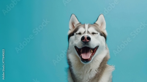Happy Husky with tongue out on blue