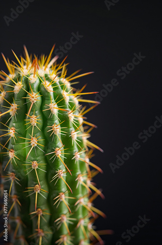 Generate a realistic photo of a cactus.